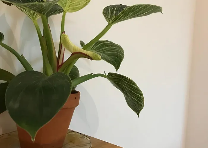 La Cubanita Frühstückspension