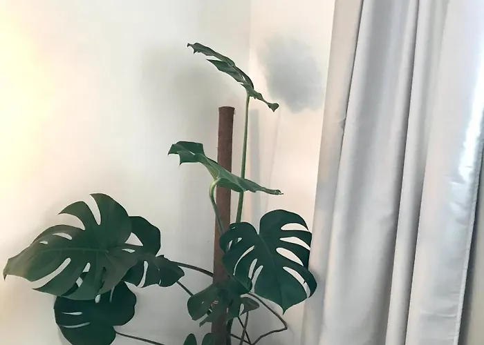 Couette-café La Cubanita Kojsko